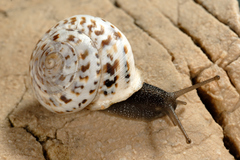 Marmorana platychela