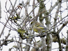 Chloris chloris