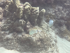 Chaetodon multicinctus