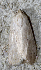 Catabena lineolata