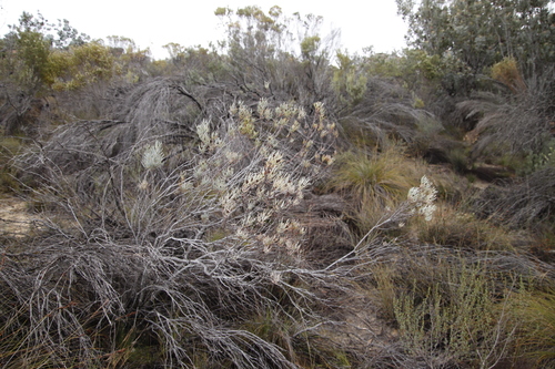 Image of Leucadendron meyerianum by (c) Tony Rebelo, some rights reserved (CC BY-SA)