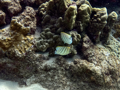 Chaetodon multicinctus