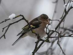 Fringilla coelebs