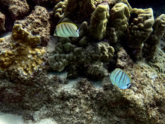 Chaetodon multicinctus