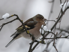Fringilla coelebs