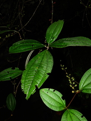 Henriettea stellaris