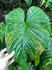 Philodendron grandipes
