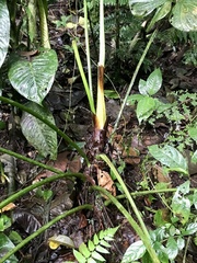 Philodendron grandipes