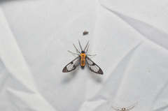 Cosmosoma dorsimacula