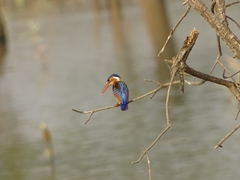 Corythornis cristatus