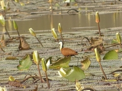 Actophilornis africanus