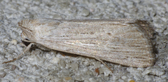 Catabena lineolata