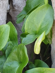 Arisarum vulgare