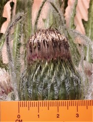 Cirsium foliosum