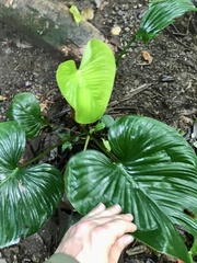 Philodendron grandipes