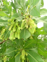 Terminalia macroptera