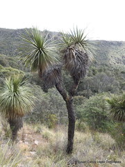Nolina parviflora