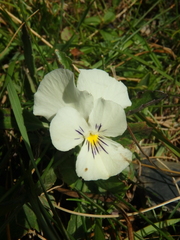 Viola oreades