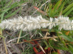 Melica racemosa