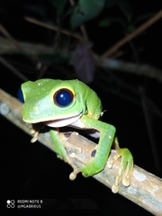 Phyllomedusa camba