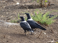 Corvus albus image