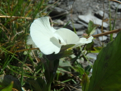 Viola oreades