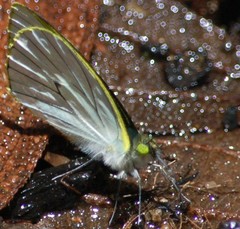 Leptophobia penthica