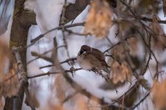 Passer montanus