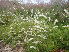 Melica racemosa