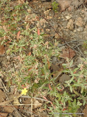 Crocanthemum glomeratum
