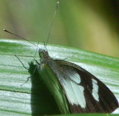 Leptophobia penthica