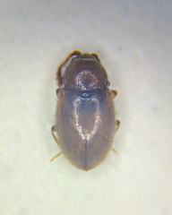 Cryptophagidae