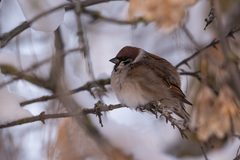 Passer montanus