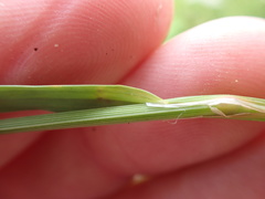 Melica racemosa