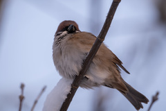 Passer montanus