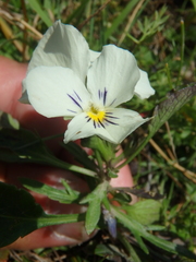 Viola oreades
