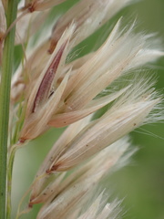 Melica racemosa