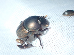 Onthophagus plebejus
