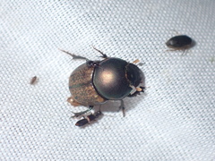 Onthophagus plebejus