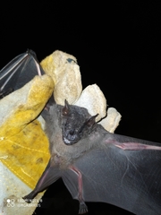 Artibeus obscurus
