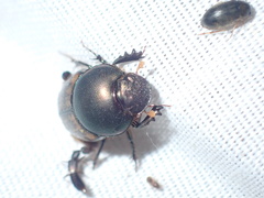 Onthophagus plebejus