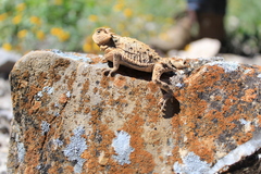 Phrynosoma taurus