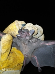 Artibeus obscurus
