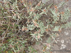 Crocanthemum glomeratum