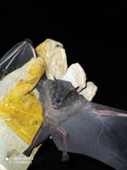 Artibeus obscurus