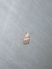Eublemma alexi