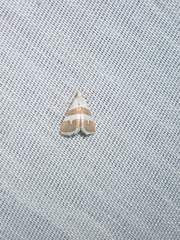 Eublemma alexi
