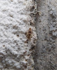 Entomobryinae