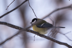 Parus major