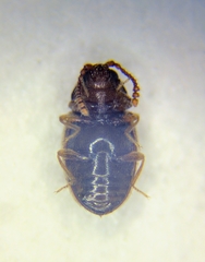 Cryptophagidae